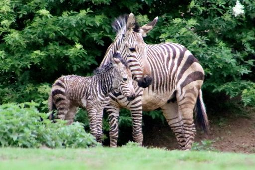 Vorschau Bild von Zebrafohlen mit Zebramama Namibie