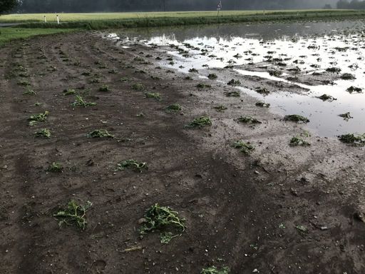 Überschwemmter und durch Hagel vernichteter Kürbis
in Zwaring