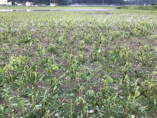 Vorschau Bild von Überschwemmter und durch Hagel vernichteter Soja in
Zwaring