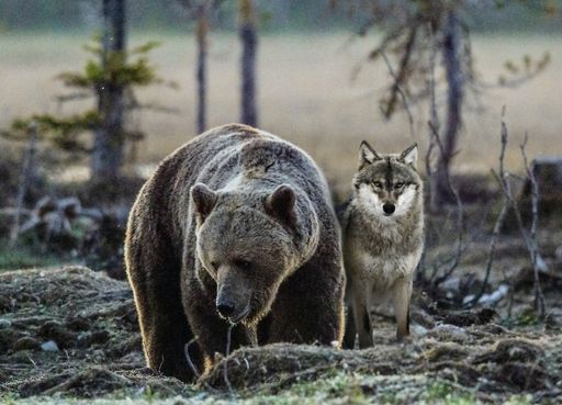  Die Errichtung einer Gemeinschaftsanlage für Bären
und Wölfe ist einzigartig in Österreich. Der Wildpark Grünau
begeistert seine Besucherinnen und Besucher mit einer weiteren
Sensation.