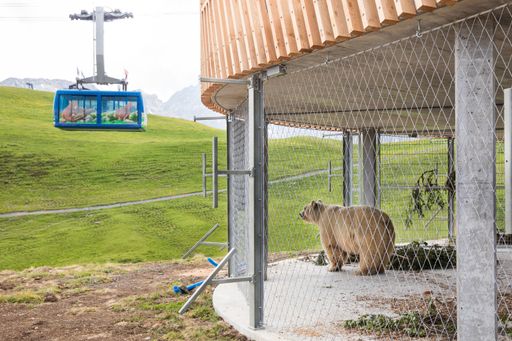  Bär Napa in seinem Eingewöhnungsgehege nach der
Überführung durch VIER PFOTEN ins neue Arosa Bärenland: Er glaubt
noch zu träumen...