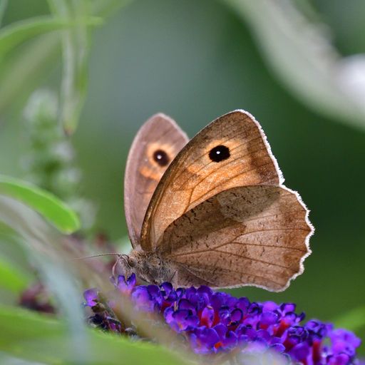 Vorjahresssieger Großes Ochsenauge © Blühendes Österreich/ Ernst
M.