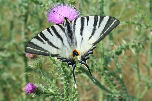 Vorschau Bild von Auch der Segelfalter kann in Gärten angetroffen werden