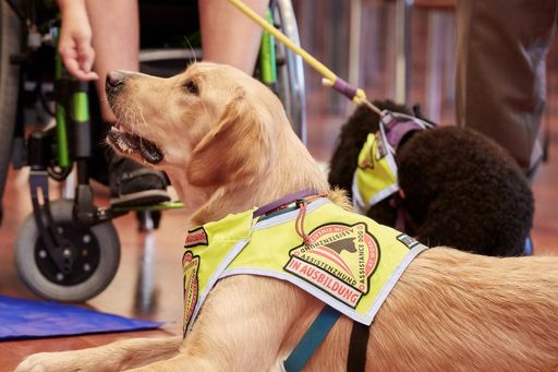 Vorschau Bild von Assistenzhunde sind wichtige Stützen im Alltag von
Menschen mit Behinderungen