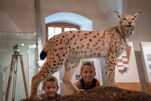 Waldräuber im Naturmuseum Schloss Lackenbach