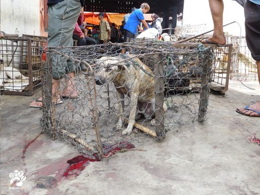  Handel mit Hunden zur Hundefleischproduktion ist in
Indonesien leider noch gang und gäbe