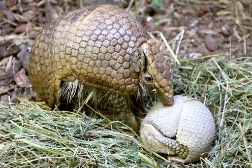 Vorschau Bild von Das Kugelgürteltier-Baby mit Mama Kugelgürteltier