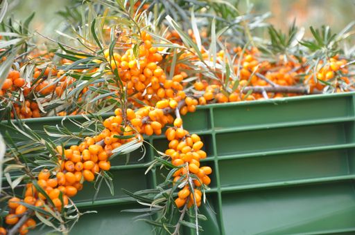 Vorschau Bild von SANDICCA Sanddornernte in Wenigzell