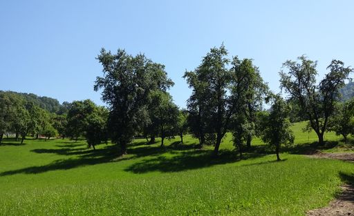 Vorschau Bild von Die schönste Streuobstwiese Österreichs,
Budessieger, Kategorie Streuobstgarten: In Micheldorf,
Oberösterreich bei Familie Braunreiter