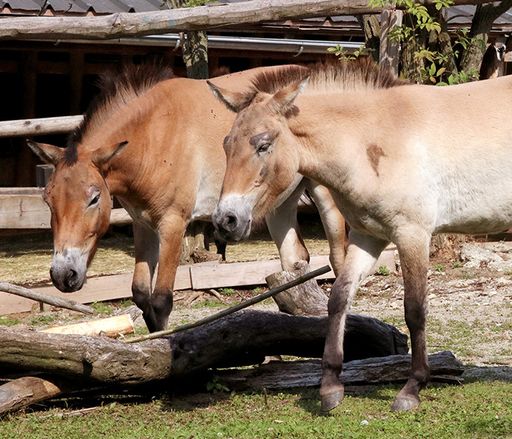  Przewalski Pferde Ronja & Quintessa