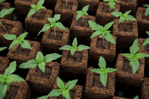 Wirtschaftsverband Cannabis Austria Hanfsämlinge