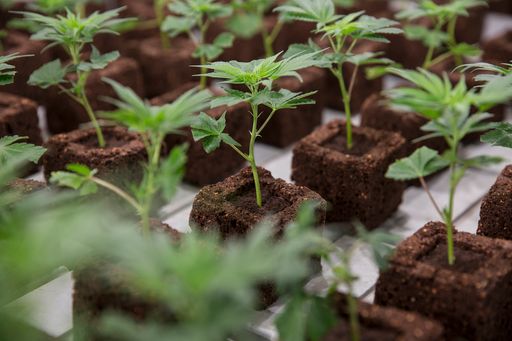 Vorschau Bild von Wirtschaftsverband Cannabis Austria Hanfstecklinge