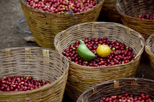  Frisch geerntete Kaffeekirschen der
Kleinbauernkooperative ISMAM in Mexiko.