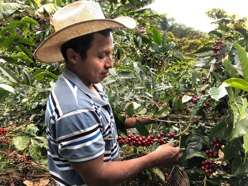 Vorschau Bild von Kaffeeernte ist mehrheitlich Handarbeit. Für gute
Bohnenqualität dürfen nur die roten, reifen Kaffeekirschen vom
Strauch gepflückt werden.
