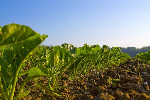 Vorschau Bild von AGRANA - Zuckerrübenfeld vor der Ernte