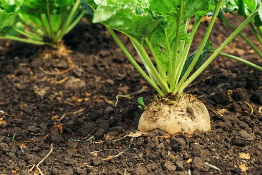 Vorschau Bild von sugar beet, raw material, sugar, nature, field,
agriculture.Sugar beet root in ground, cultivated crop in the field