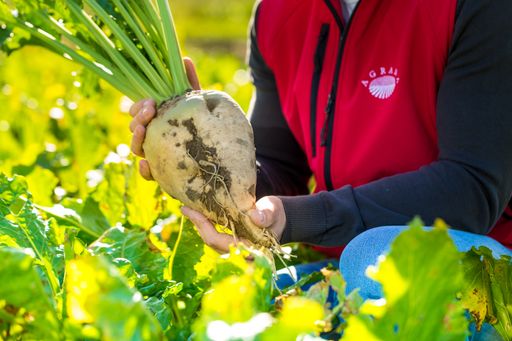 Vorschau Bild von Zuckerrübenernte