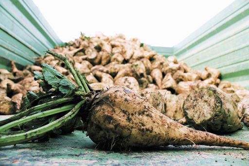 Vorschau Bild von Zuckerrüben am Hänger