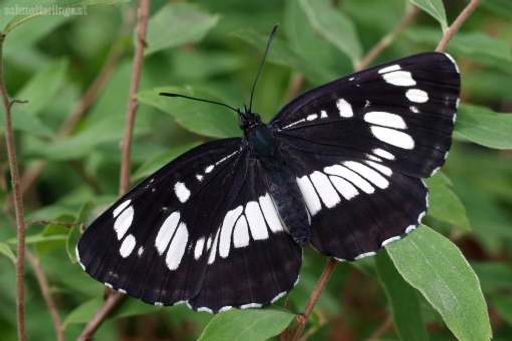 Vorschau Bild von Erstfund in Salzburg: Schwarzer Trauerfalter