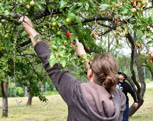 Vorschau Bild von Alte Obstbäume erhalten und pflegen