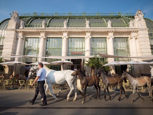  Palmenhaus Außenansicht mit Lipizzaner