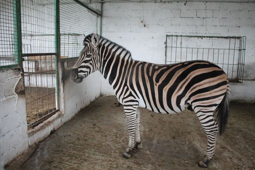 Vorschau Bild von Das Zebra wartet brav auf die Behandlung durch die
VIER PFOTEN Tierärzte