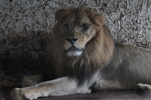 Vorschau Bild von Der Löwe im Safari Park Zoo ist bereits
alarmiert...