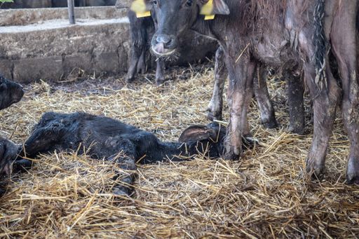 Southern Italy, Campania | 2018 08 | Buffalo farm
investigation.