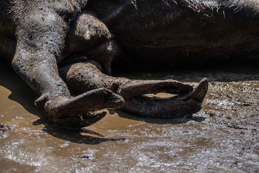 Vorschau Bild von Völlig verwachsene Klauen