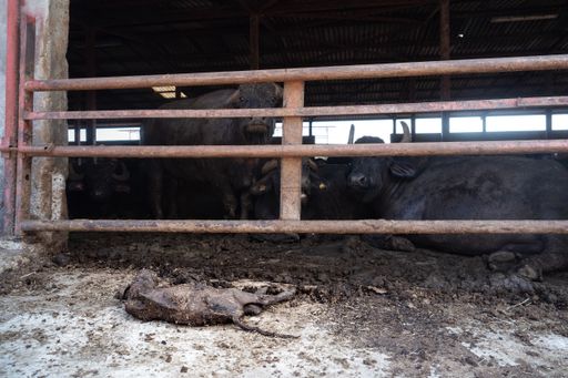 Vorschau Bild von Schreckliche Zustände in den süditalienischen
Büffelmozzarella Farmen