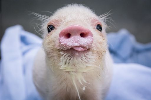 Österreichsieger des PR-Bild Award 2018 und
Siegerbild in der Kategorie „Social-Media-Foto“: „Minischwein Rudi
wieder gesund“