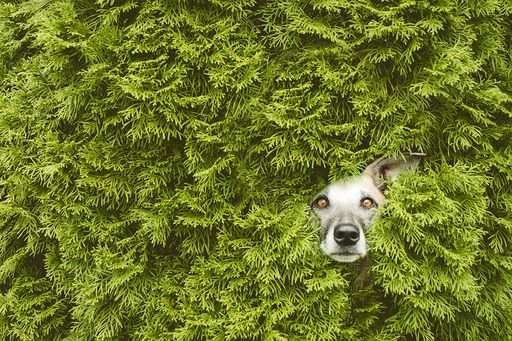Feuchte Schnauzen im Fokus: Hundefotografie mit Persönlichkeit –
Elke Vogelsang / FUJI