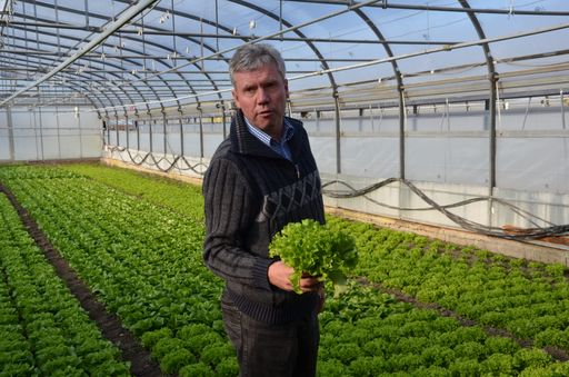 Vorschau Bild von Johann Feldinger mit frisch geerntetem Salat in
einem der unbeheizten Glashäuser in dem das Bio-Wintergemüse heran
wächst