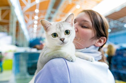 Vorschau Bild von Österreichs größte Katzenausstellung mit dem ÖVEK
zeigt eine Vielzahl von Samtpfoten bei der Haustiermesse Wien.