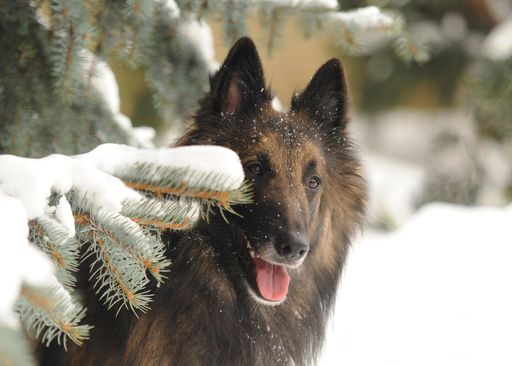 Kynologischer Adventzauber in Wels