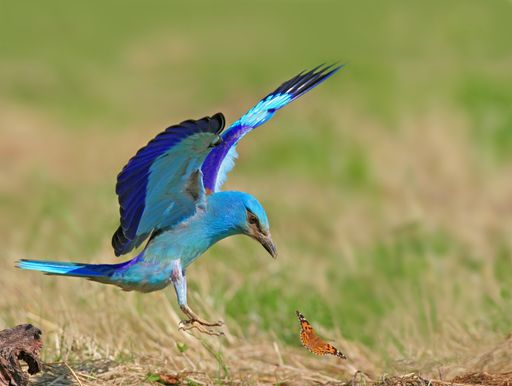 Blauracke Anflug