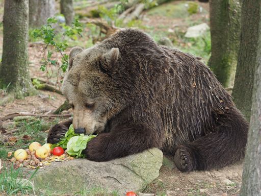 Vorschau Bild von Brumca heute im BÄRENWALD Arbesbach