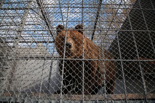  Einer der Bären im albanischen Mini-Zoo, die nun in
der Obhut von VIER PFOTEN sind