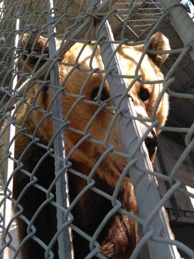 Vorschau Bild von VIER PFOTEN wird die Bären aus dem albanischen
Minizoo in eine artgemäße Unterkunft bringen