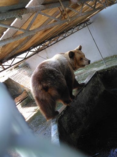 Vorschau Bild von Die Unterbringung der zwei Bären im albanischen
Minizoo war alles andere als artgemäß