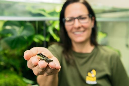 Winkerfrosch (ÖGH Tagung)