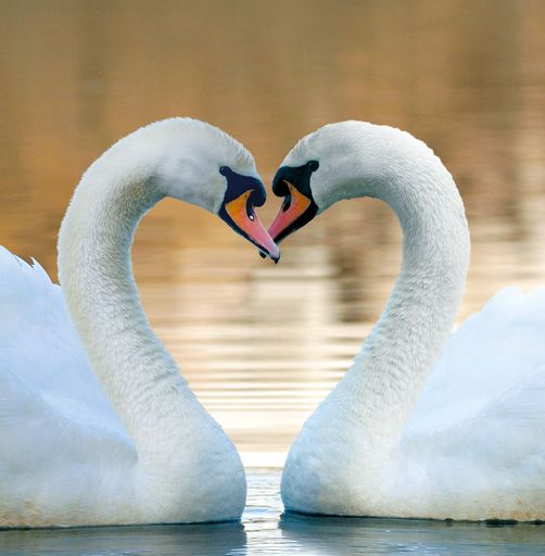 Valentinstag-Special im NHM Wien