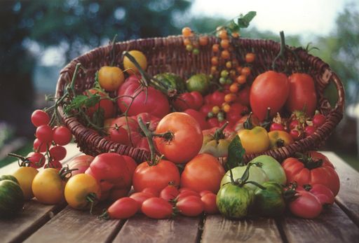 Mehr als 800 samenfeste Paradeisersorten umfasst
das Samenarchiv von ARCHE NOAH in Schiltern (NÖ). Die genetische
Vielfalt ist eine wertvolle Ressource für zukünftige Bedürfnisse in
Landwirtschaft und Ernährung.