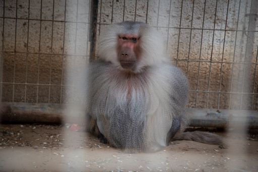 Affe im trostlosen Rafah Zoo in Gaza