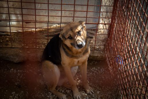 Vorschau Bild von Ein traurig schauender Hund im Käfig im Rafah Zoo