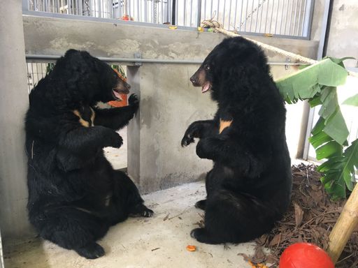 Vorschau Bild von Auch diese beiden Bewohner des Bärenwaldes
amüsierten sich prächtig bei der Eröffnungsfeier