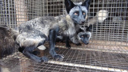 Füchse im Käfig in einer Pelzfarm in Polen