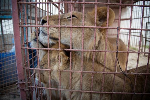 Die Löwen im Rafah Zoo wollen raus... In Kürze
startet die VIER PFOTEN Rettungsmission