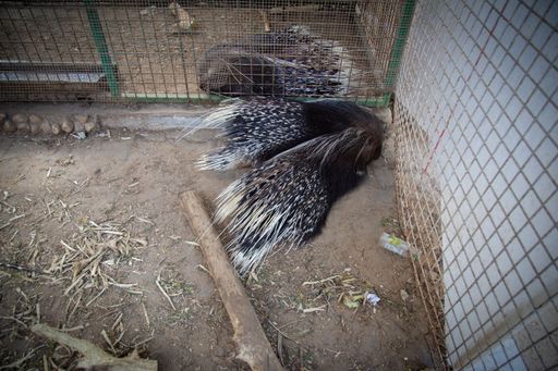 Vorschau Bild von Auch die Stachelschweine leben völlig verwahrlost