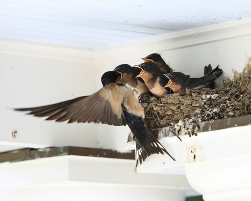Vorschau Bild von Flügelschlag: Fütterung der Vögel im Nest